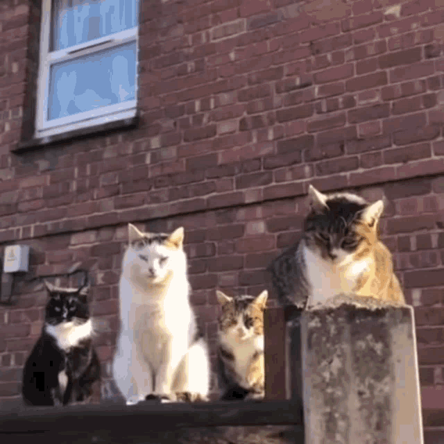 Cats Cats Watch GIF - Cats Cats Watch Cat Wach GIFs
