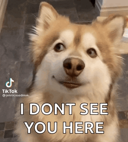 a dog says i dont see you here in a tiktok video