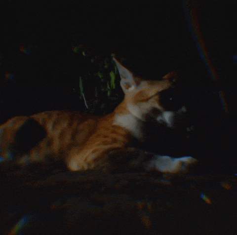 a cat is laying down in a dark room with a rainbow in the background