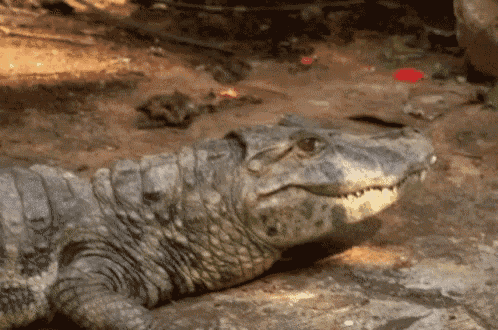 a close up of a crocodile laying on the ground with its mouth open