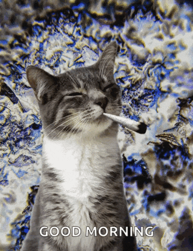 a cat is smoking a cigarette with the words good morning written below it