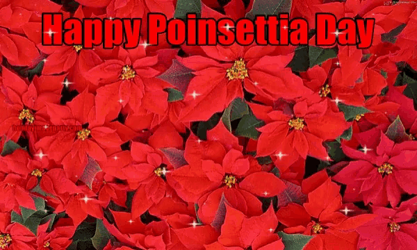 a bunch of red poinsettia flowers with the words happy poinsettia day on top