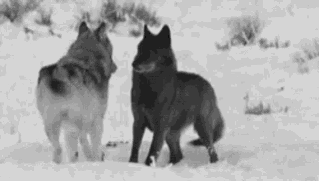 two wolves are standing next to each other in the snow in a black and white photo .