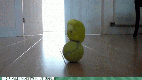 Bird Balance GIF - Bird Balance Tennisball GIFs