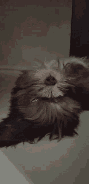 a close up of a cat 's face with a beard