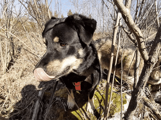 a black dog with a red collar licks its nose