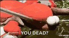 a frog is laying on the ground with the words `` you dead '' written on it .