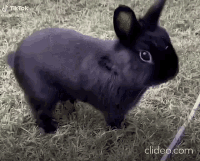 Bunny Thumper GIF - Bunny Thumper Thump GIFs