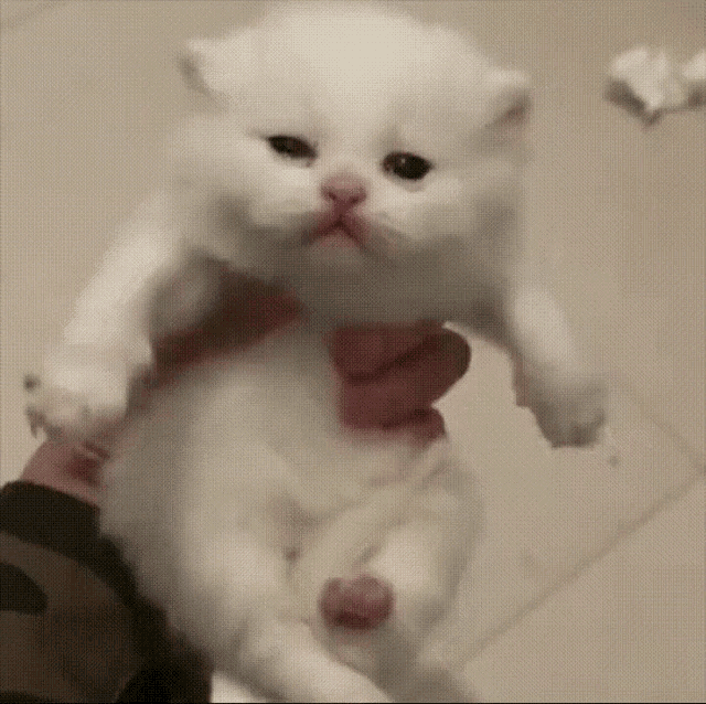 a person is holding a small white kitten with a pink nose