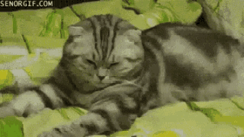 Cute Cat GIF