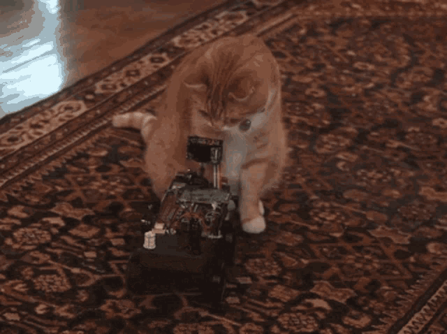 Robot Cat GIF - Robot Cat Funny GIFs