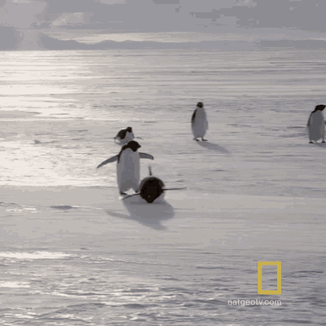 Penguin Waddles National Geographic GIF - Penguin Waddles National Geographic All About The Adelie Penguin GIFs