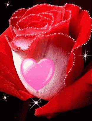 a red rose with a pink heart inside