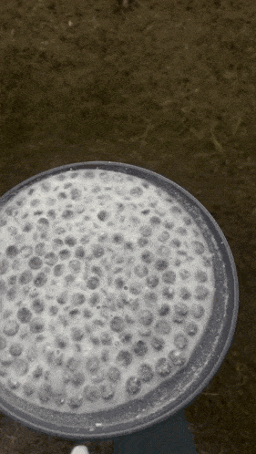a black and white photo of a plate of blueberries
