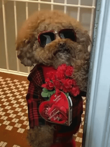 Pet Lover GIF - Pet Lover Date GIFs