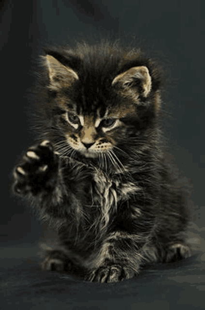 a kitten is sitting on a black surface with its paw up .
