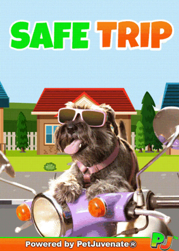 a dog wearing sunglasses is riding a scooter with the words safe trip behind it