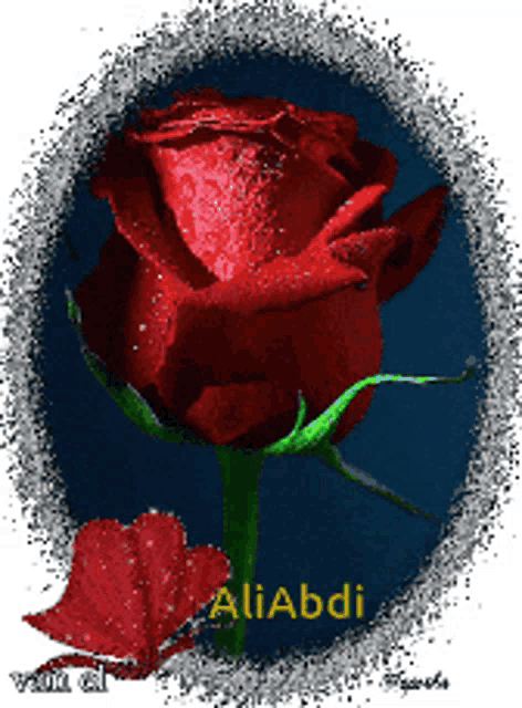 a picture of a red rose with the name aliabdi on the bottom
