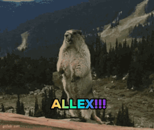 a ground squirrel standing on its hind legs with the word allex written on it