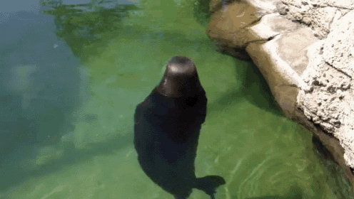Silly, Spinning Hawaiian Monk Seal GIF - Seals GIFs