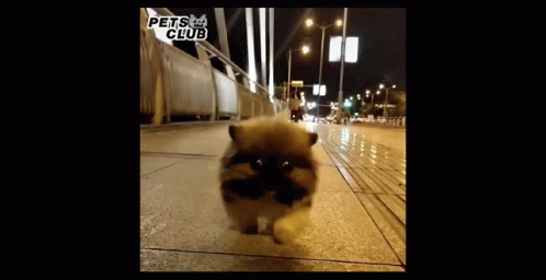 Perro Walking GIF - Perro Walking Cute GIFs