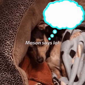 a dog laying in a bed with a thought bubble that says " mason says lol "