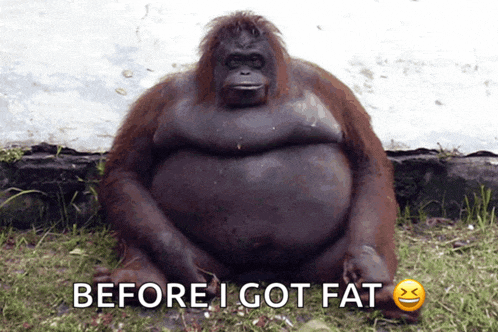 a picture of a fat monkey with the words before i got fat below it