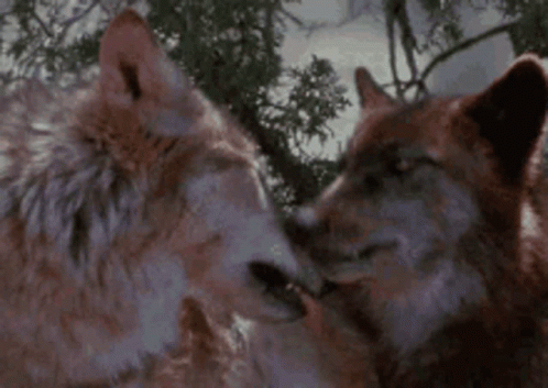 Kiss Wolf GIF - Kiss Wolf GIFs