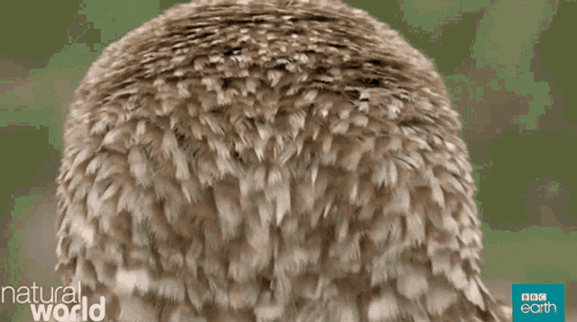 Animal Bird GIF - Animal Bird Owl GIFs