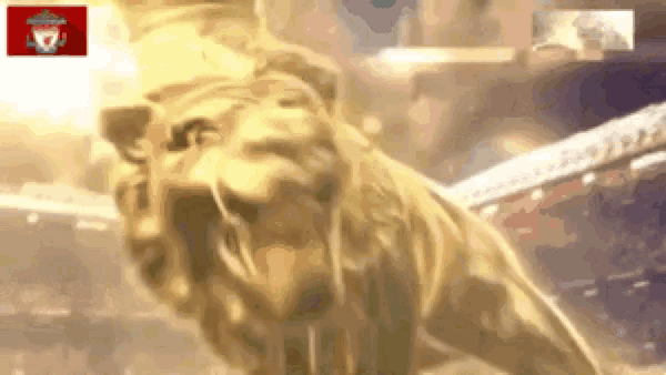 a picture of a lion with the word liverpool on the bottom right
