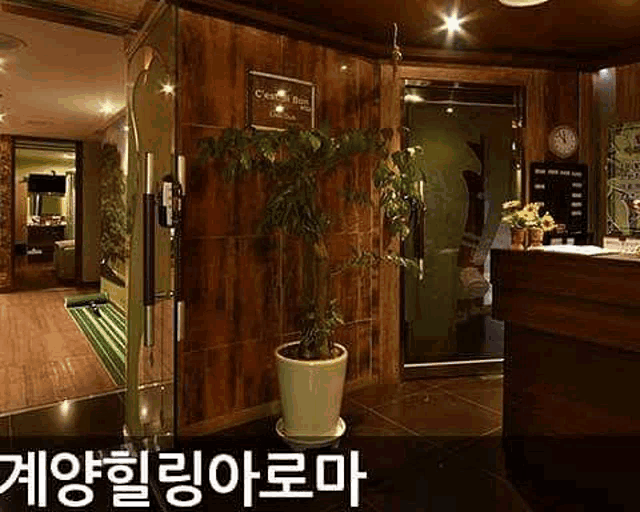 a potted plant is sitting in a room next to a counter .