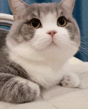 a gray and white cat is laying down and looking at the camera