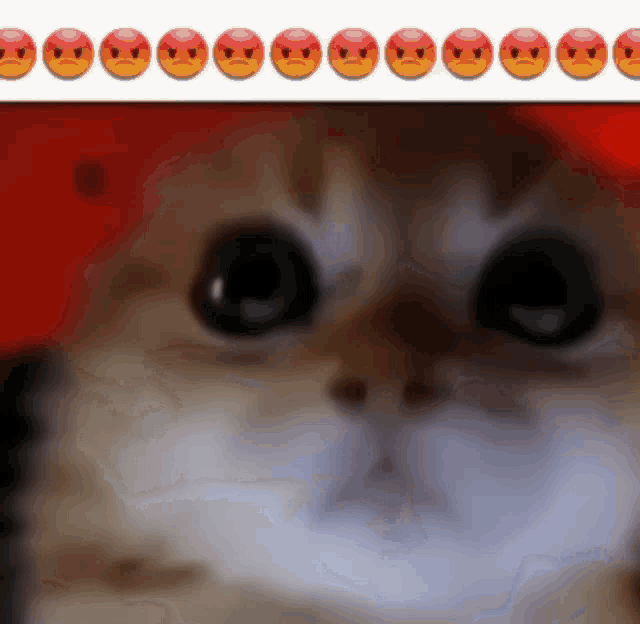 a close up of a cat 's face with a bunch of angry faces behind it