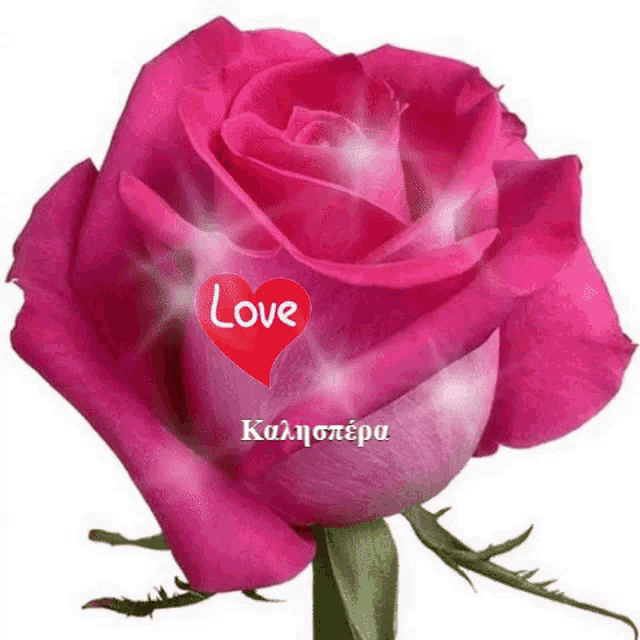 a pink rose with a heart that says love
