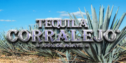 Tequila Tequilacorralejo GIF - Tequila Tequilacorralejo Coyotemedia GIFs