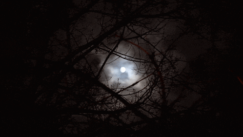 looking up at the moon through the branches of trees