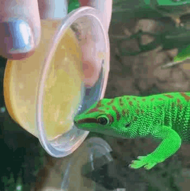 Delicious Gecko GIF - Delicious Gecko Taste GIFs