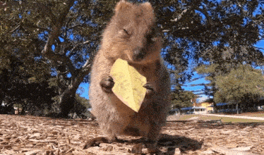 a small brown animal standing on the ground eating a piece of cheese