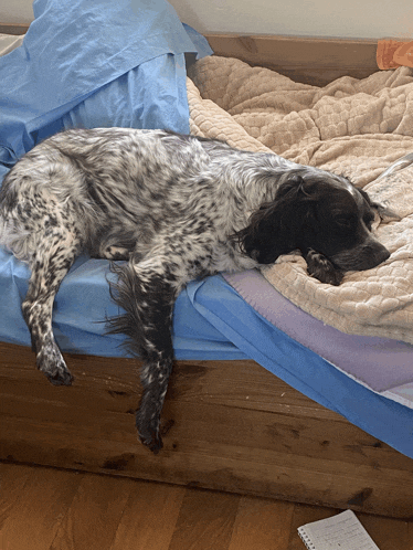 a dog laying on a bed with a notebook on the floor