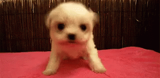 Nãoposso Cachorrinho Filhotinho Nãodá GIF - I Cant Puppy Little Dog GIFs