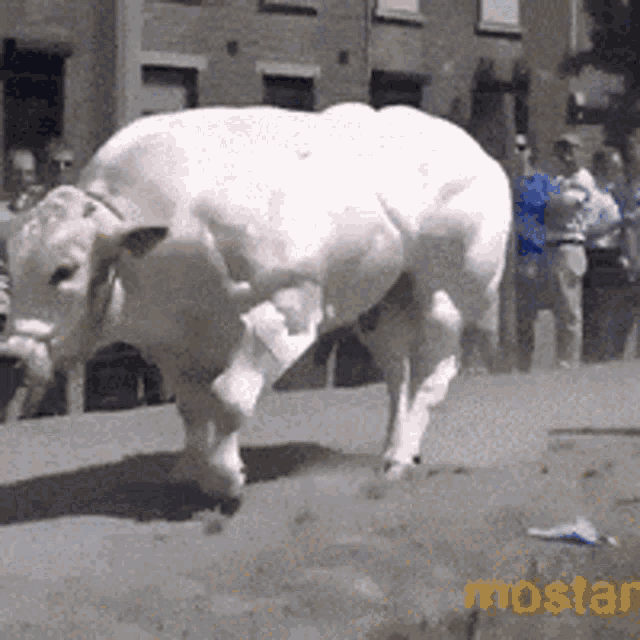 Cow Buff GIF - Cow Buff Buff Cow GIFs