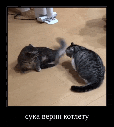 two cats are playing with each other on a wooden floor with a caption in russian