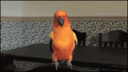 Orange Parrot GIF - Orange Parrot Door GIFs