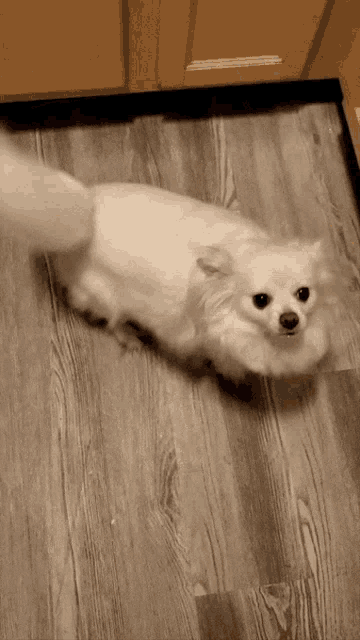 a small white dog is standing on a wood floor