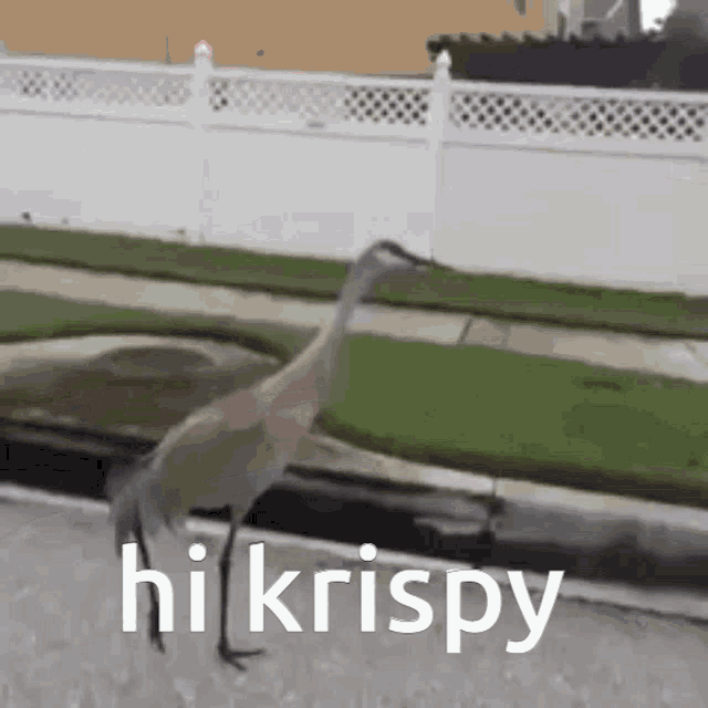 Qurpis Krispy GIF - Qurpis Krispy GIFs