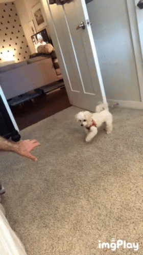 Willow Slow Walk GIF - Willow Slow Walk Learning To Walk GIFs