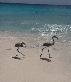 two flamingos walking on a beach near the ocean