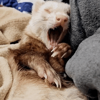 a ferret with its mouth open laying on a blanket