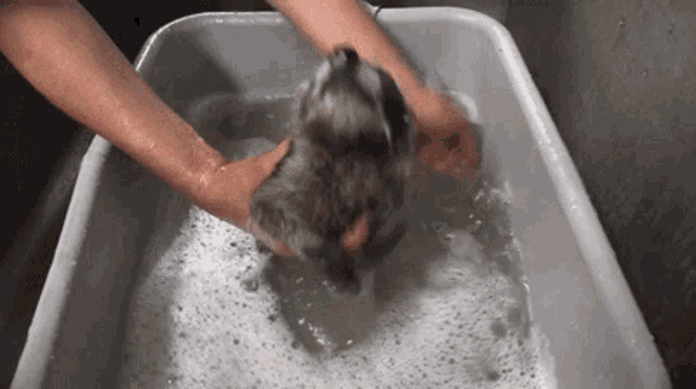 Raccoon Bath GIF - Raccoon Bath Baby GIFs