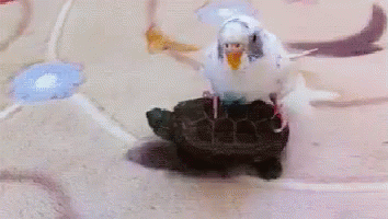 The Parrot And The Turtle GIF - Cute Walk Pets GIFs